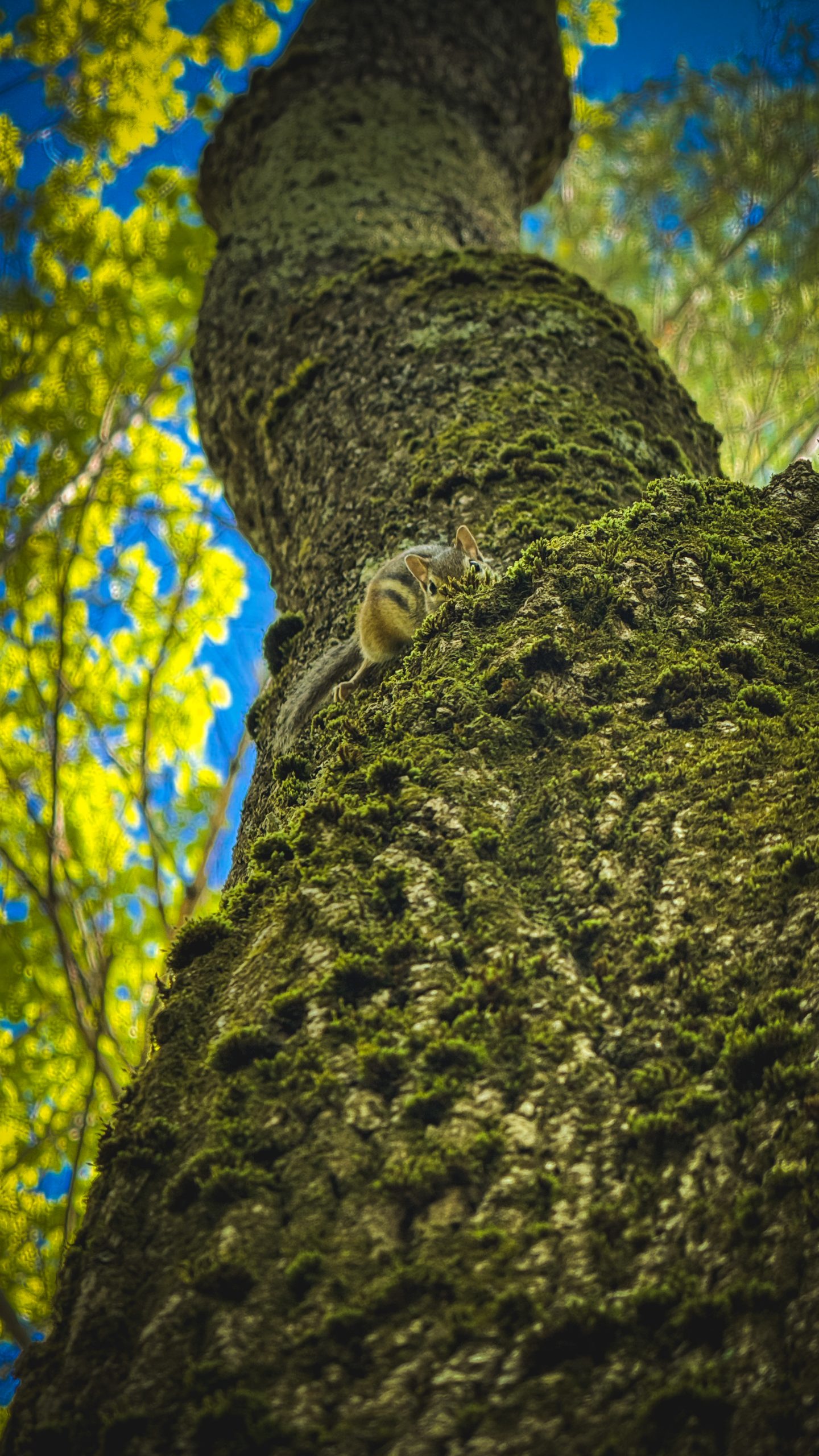 Bird keeping watch in the canyon
