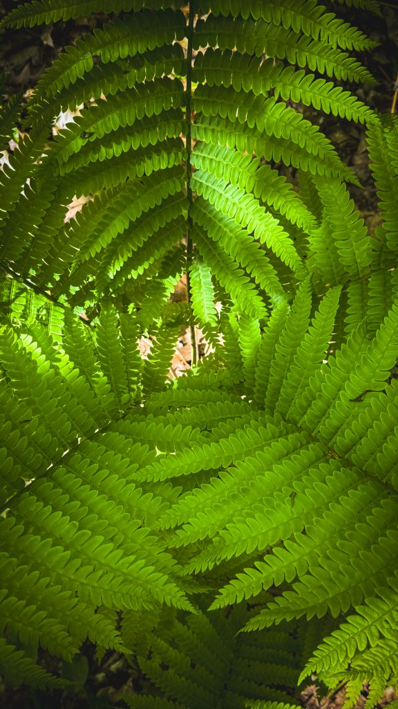Fern spiral forming a bowl in the forest