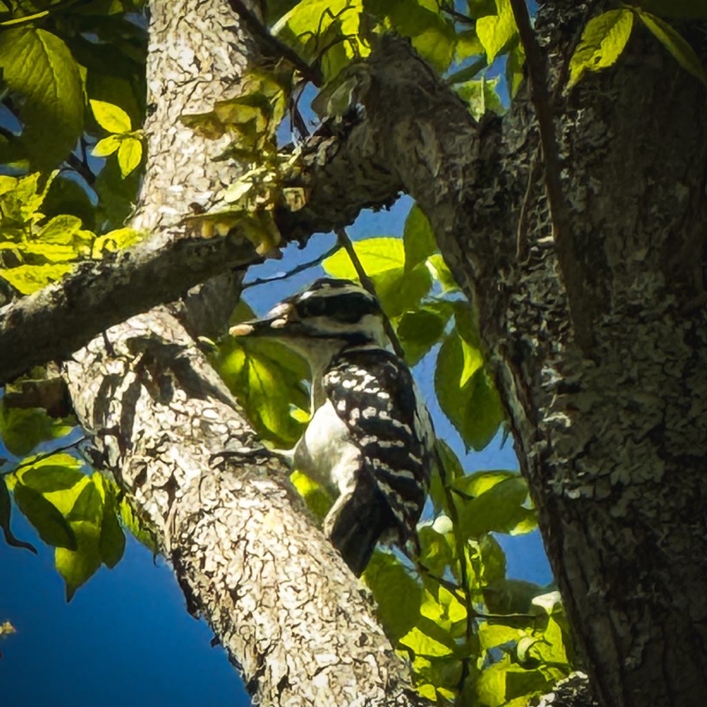 Momma bird — protective, diligent, and curious