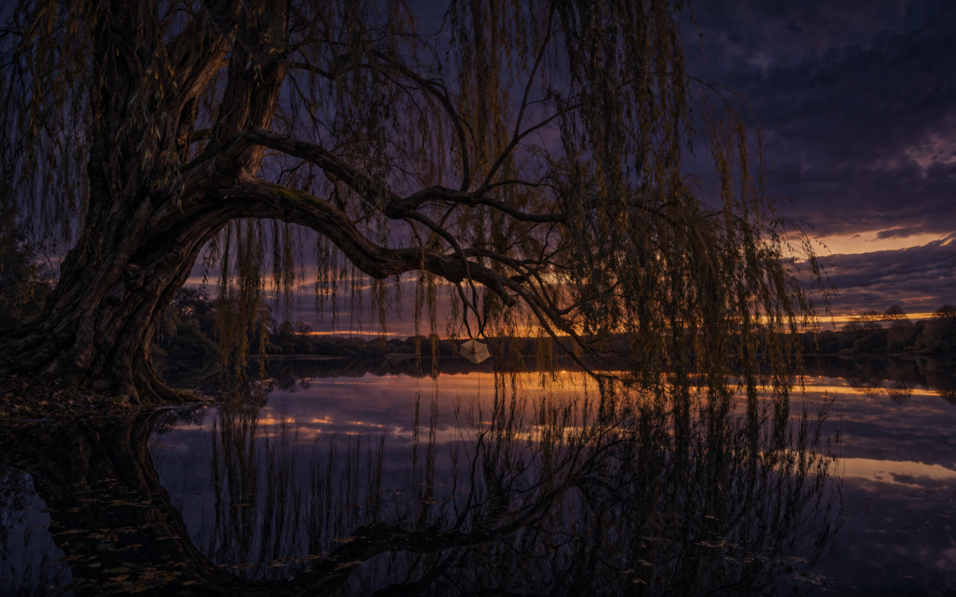 Bend Without Breaking: Working With Willow in the Celtic Tradition