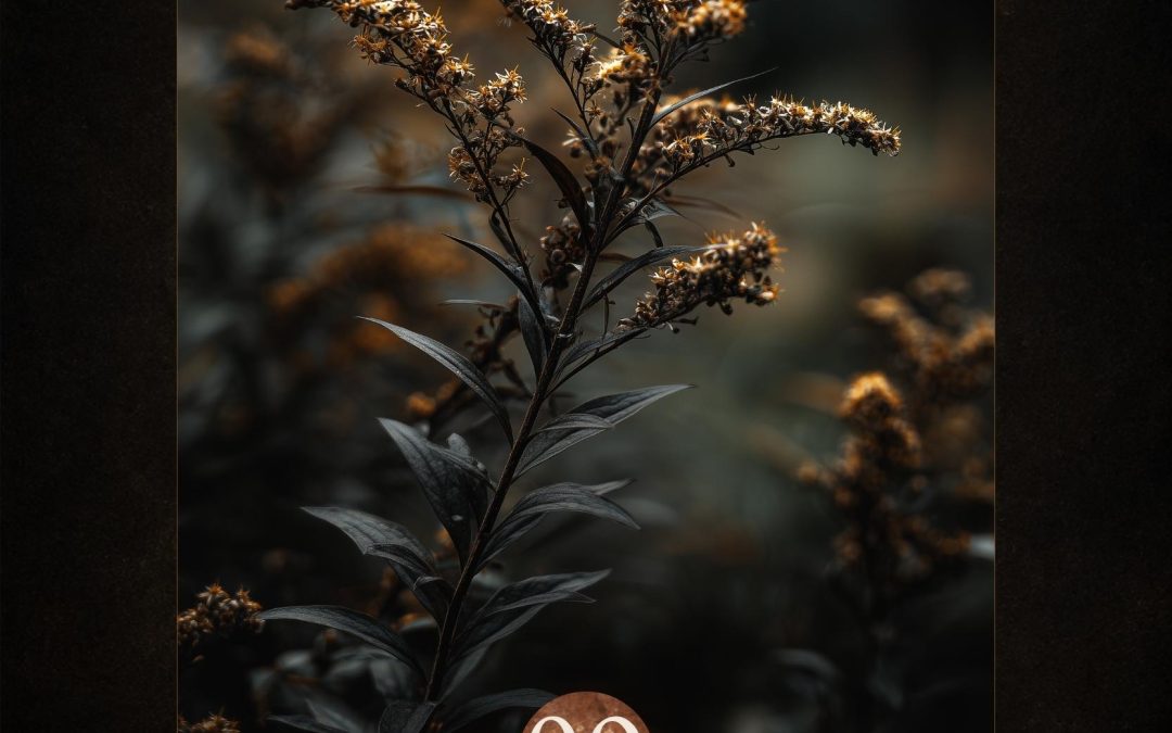 Harvest Light