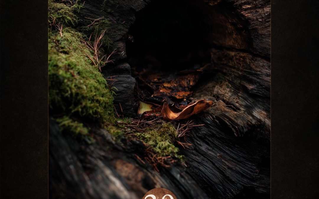 Hidden Refuge